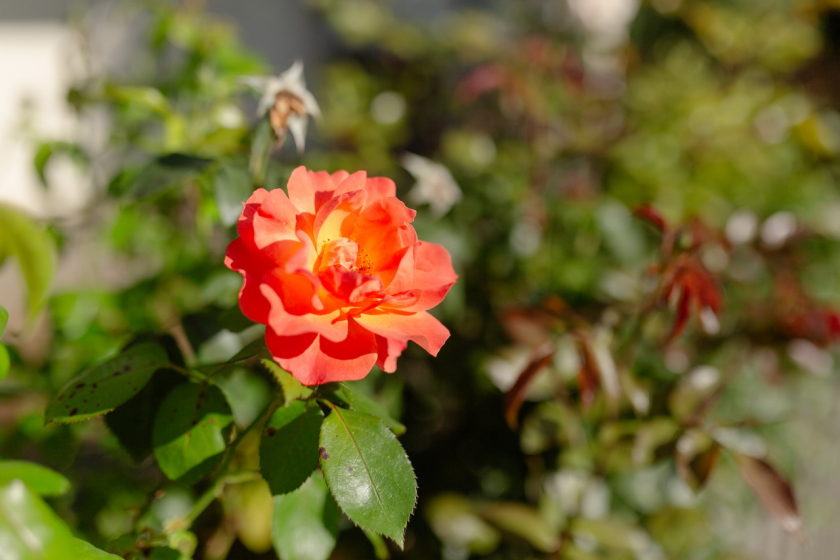 Führer Gruppe Könnern-1676